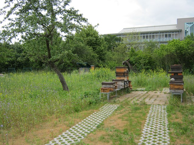 Pic:Beekeeping_1_Hives