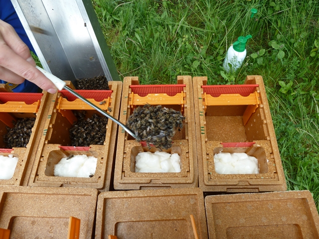 [Translate to Englisch:] Pic:Beekeeping_4_Mini Bee Hive, Mating Hive