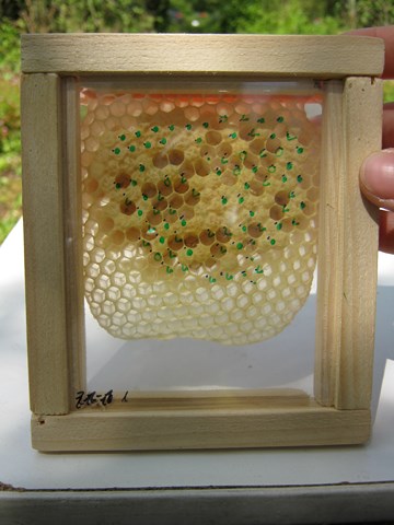 [Translate to Englisch:] Pic:Beekeeping_10_different development phases_egg-larvae