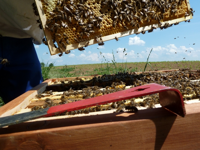 Pic:Beekeeping_9_Open hive with comb