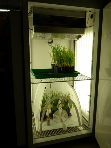 [Translate to Englisch:] Pic:ClimateChamber_experiment in a climate cabinet