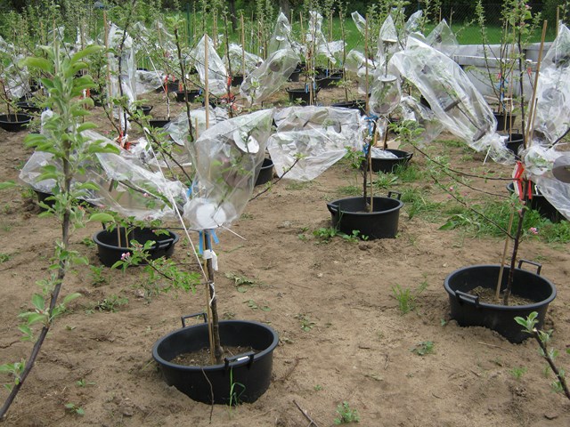 [Translate to Englisch:] Pic:ExperimentalField_2_Apple trees
