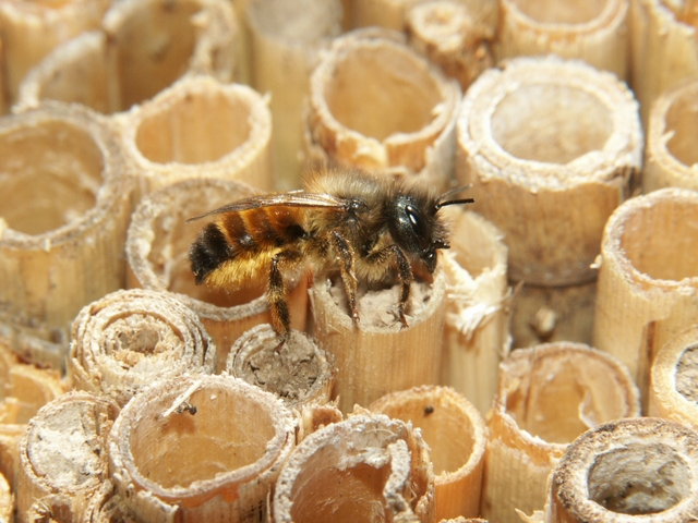 [Translate to Englisch:] Pic:ExperimentalField_6_Osmia bicolor on reed internodes