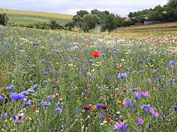 Diese Wiese ist ein potentielles Anflugziel von Bienen. Im Freiland können Studien zu Polleneintrag und Flugaktivität durchgeführt werden; Foto: Ricarda Scheiner wiese