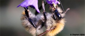 Pic:HoneybeeEcologyB