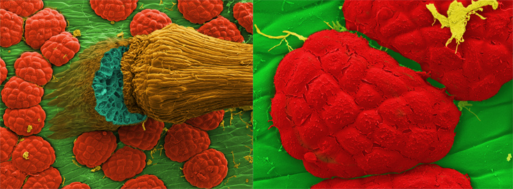 Scanning electron microscopy of the Dionaea trap inner surface showing a broken hair and glands Scanning electron microscopy of the Dionaea trap inner surface showing a broken hair and glands