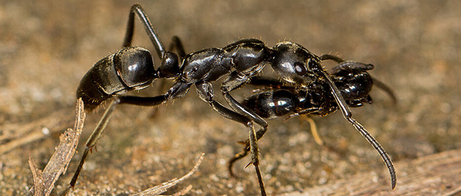 A Matabele ant carries an injured mate back to the nest after a raid.