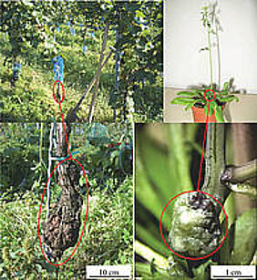 Die Ackerschmalwand (Arabidopsis thaliana) mit einem Tumor, der im Labor erzeugt wurde. (Bild: Rosalia Deeken)