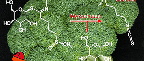 Wenn Raupen oder andere Insekten an glucosinolathaltigen Pflanzen wie Brokkoli fressen, kommen die Glucosinolate in Kontakt mit dem Enzym Myrosinase. Dieses setzt die Senföle frei, die dann die hungrigen Insekten vertreiben. Grafik: Dietmar Geiger