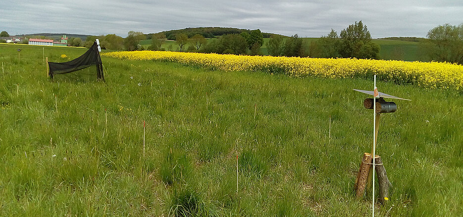 Intensiv landwirtschaftlich genutzte Versuchsfläche in einem warmen Klima mit einer Malaise-Falle (im Hintergrund) zur Erfassung von Fluginsekten und einer Wildbienennisthilfe (im Vordergrund) zur Erfassung von Pflanzen-Bestäuber-Parasiten-Netzwerken. Die Holzstücke am Fuß der Nisthilfe dienen der Bestimmung der Zersetzungsrate von Holz.