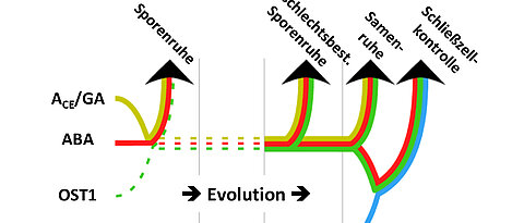 Die Funktion des Pflanzenhormons ABA und der von ABA regulierten Kinase OST1 während der Evolution der Landpflanzen (verändert nach McAdam et al., 2016, PNAS).