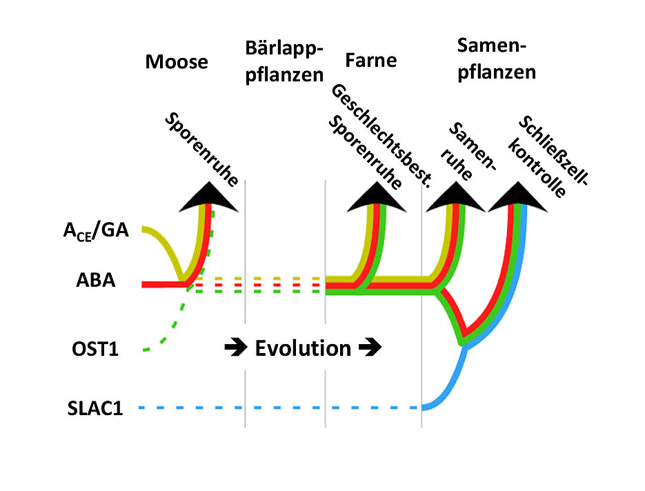 Die Funktion des Pflanzenhormons ABA und der von ABA regulierten Kinase OST1 während der Evolution der Landpflanzen (verändert nach McAdam et al., 2016, PNAS).