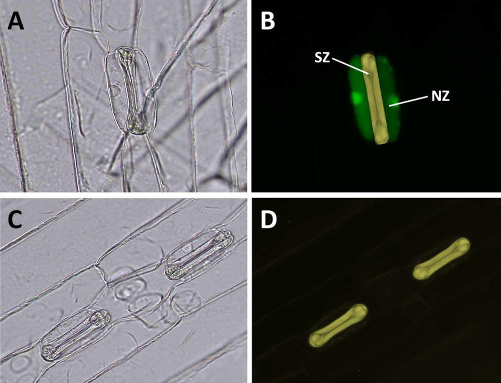 Der stomatäre Komplex der Gerste besteht aus Schließ- (SZ) und Nebenzellpaaren (NZ). Fluoresceindiacetatfärbung im Durchlicht (A,C) und Fluoreszenzaufnahmen (B,D). (A,B) In abgezogenen Epidermisstreifen sind sowohl die Schließ- (SZ, gelb), als auch die Nebenzellen (NZ, grün) intakt. (C,D) Durch Blendern werden die (weichen) NZ zerstört und es bleiben nur noch die SZ am Leben. Durchlicht- und Fluoreszenz-Mikroskopaufnahmen von Gersten-Epidermisstreifen vor und nach einer Mixerbehandlung.