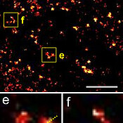 Mit Fluoreszenz-Farbstoffen markierte 2B-Histone im Kern einer lebenden Zelle: Oben ein Ausschnitt aus der vorherigen Abbildung, in der weiteren Vergrößerung (e, f) sind einzelne Histon-Moleküle erkennbar. Der weiße Messbalken entspricht 200 Nanometer