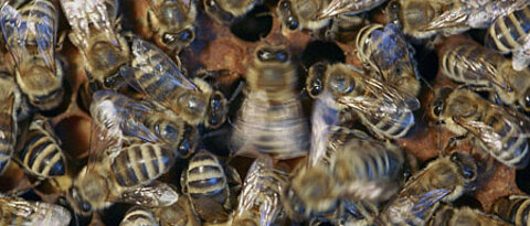 Bienen in ihrem Stock