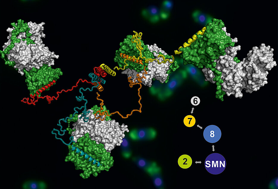 Model of the SMN complex, stained yeast cells can be seen in the background. 