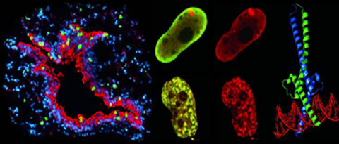 Picture and link: Biochemistry and Molecular Biology