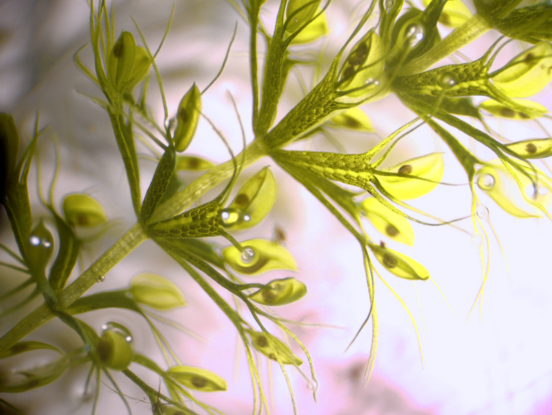 Aldrovanda vesiculosa während des Verdaus aquatischer Crustaceen.