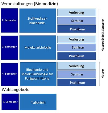 Kursübersicht für Studierende der Biomedizin.