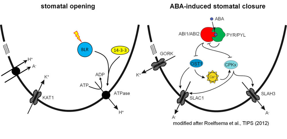 Cartoon of two guard cells with signals and transporters involved in stomatal movement (stoma opening and ABA-induced stomatal closure).