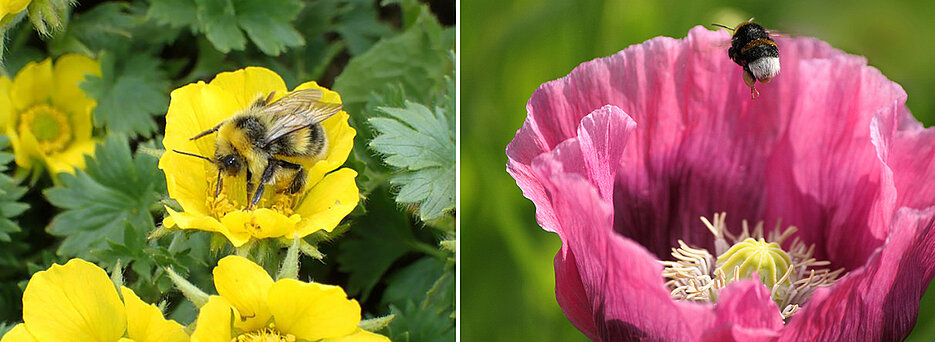 Bumblebees foraging on flowers