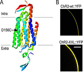 (A) Gezeigt ist die Struktur eines Channelrhodopsin-Ionenkanals relativ zum Intra- und Extrazellularraum. In der neuen Channelrhodopsin-Mutante (ChR2-XXL) ist an Stelle einer Asparaginsäure an Position 156 (Pfeil) ein Cystein (D156C). (B) Die deutlich verbesserte Expression von ChR2-XXL im Vergleich zum Wildtyp (ChR2-wt) zeigt sich beispielsweise durch erhöhte Fluoreszenz (YFP, yellow fluorescent protein, gelb) in Oozyten. Maßstab 300 µm. (Quelle: Dawydow et al., 2014) (A) Gezeigt ist die Struktur eines Channelrhodopsin-Ionenkanals relativ zum Intra- und Extrazellularraum. In der neuen Channelrhodopsin-Mutante (ChR2-XXL) ist an Stelle einer Asparaginsäure an Position 156 (Pfeil) ein Cystein (D156C). (B) Die deutlich ve