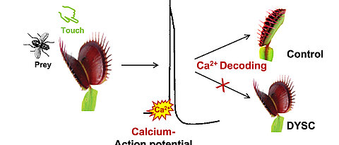 Eine Stimulation der Venusfliegenfalle durch Berührungen löst elektrische Signale und Kalziumwellen aus. Die Kalziumsignatur wird decodiert; das führt zum schnellen Zuschnappen der Falle. Die DYSC-Mutante hat die Fähigkeit verloren, die Kalziumsignatur korrekt auszulesen.