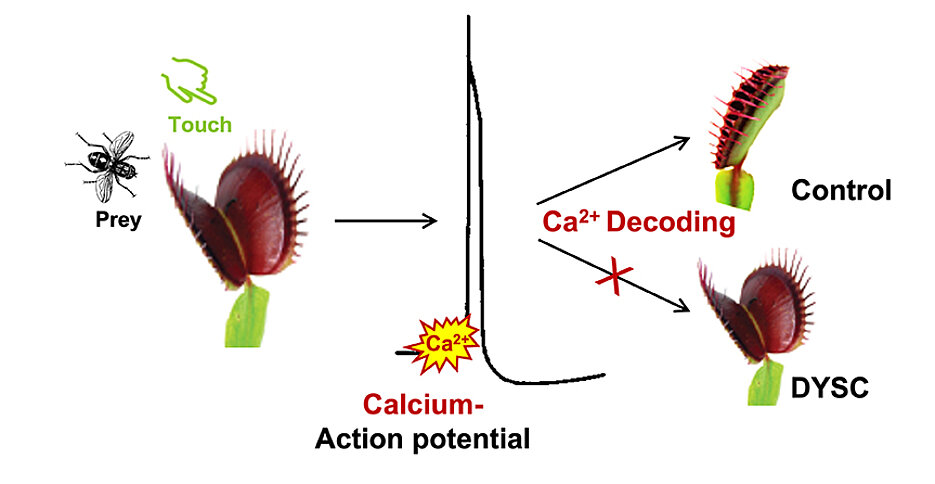 Stimulation of the Venus flytrap by touch triggers electrical signals and calcium waves. The calcium signature is decoded; this causes the trap to shut quickly. The DYSC mutant has lost the ability to read and decode the calcium signature correctly. 