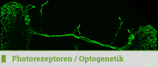Photorezeptoren / Optogenetik