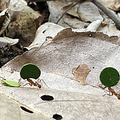 Ameisen tragen ihre „Beutestücke“ zurück ins Nest.
