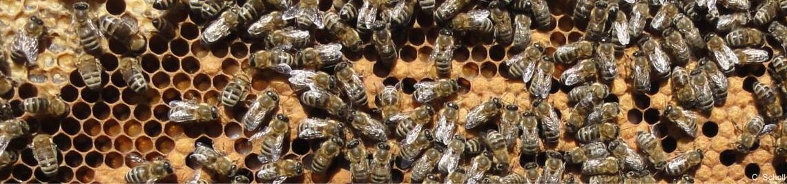 Honigbienen <i>Apis mellifera</i> Arbeiterinnen auf teilweise verdeckelter Brutwabe