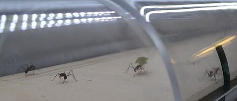 Foraging leaf cutting ants carrying leaf fragments through a long acrylic glas tunnel