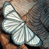 This is likely an undescribed species of moth from the Geometridae family (Perigramma sp.). It inhabits the Amazon lowlands and the eastern Andes at medium elevations.