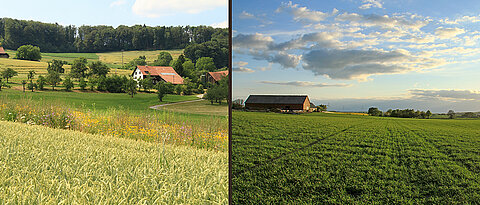 Small-scale agricultural landscapes (left) offer advantages: they promote biological diversity, pollination and natural pest control. 