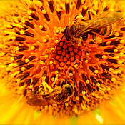 Wild- und Honigbienen auf einer Blüte. (Foto: Giovanni Tamburini)