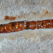 Einblick in ein Brutsystem des Zuckerrohr-Ambrosiakäfers, Xyleborus affinis, in künstlichem Nährmedium. Im Tunnel erkennt man rechts ein Männchen mit einem kleinen Horn auf der Stirn und dahinter ein Weibchen. Das Weibchen frisst gerade an der mit Nahrungspilzen bewachsenen Tunnelwand. Ein weißliches Pilzgeflecht wächst abgehend von der Tunnelwand ins Medium ein.