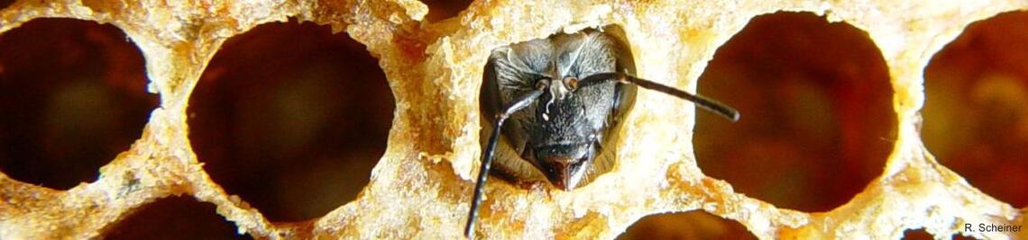 Schlüpfende Honigbiene steckt Kopf und Antennen aus Brutwabe