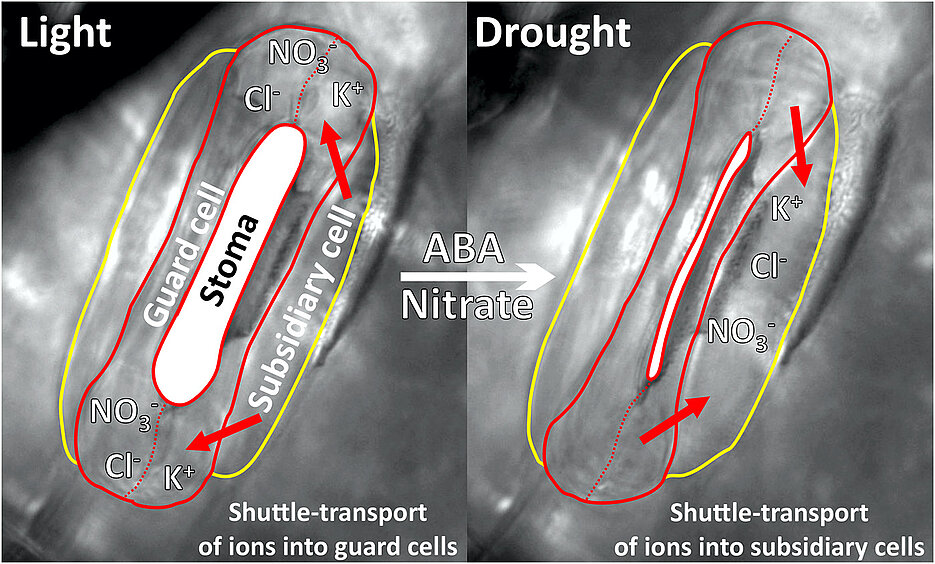 Processes in a leaf pore (stoma) of grasses. When the leaves open and close, a shuttle service takes ions to and fro between guard cells and subsidiary cells. (Picture: Dietmar Geiger)