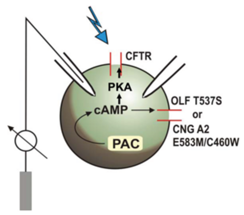 The figure shows the schematic of an oocyte with measuring electrodes and heterologously expressed proteins on the left (A), 