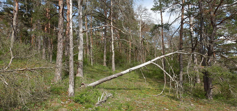 Wald - Picture: Markus Burghardt Wald