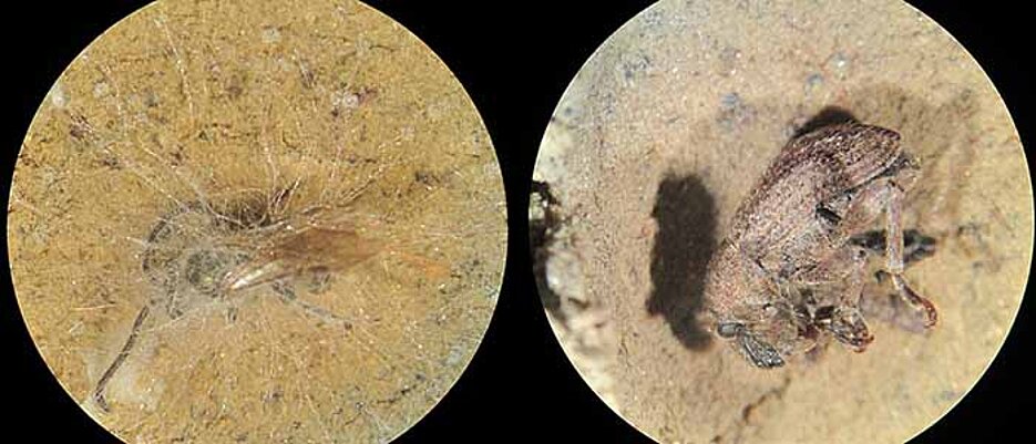 A bee (left) and a beetle undergoing fungus testing: After two days, the bee is overgrown by mycelium whereas the beetle is still almost intact. (Photos: Mareike Wurdack) 