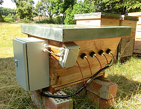 Die Bienenkiste namens HOBeebox baut auf dem Würzburger Universitätsprojekt HOBOS auf. (Foto: Christoph Bauer, Martin Otersen)