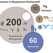 Die Grafik zeigt das Verhältnis der Biomasse von Ameisen zu anderen Lebewesen.
