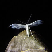 Pterophorus pentadactyla