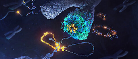 Artist’s representation of how the condensin complex (yellow) creates DNA loops (blue) to form X-shaped chromosomes during cell division.