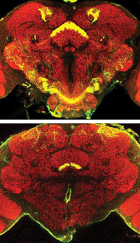 Im Bild sind Funktionsbereiche des Gehirns der Taufliege dargestellt.