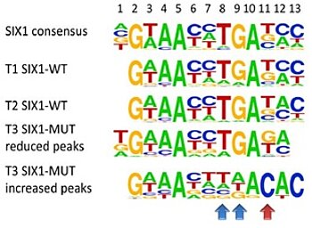 Durch ChIP-seq identifizierte SIX1 Bindungsmotive in Tumoren mit wildtypischem (T1, T2) und mutiertem SIX (T3) Gen. 