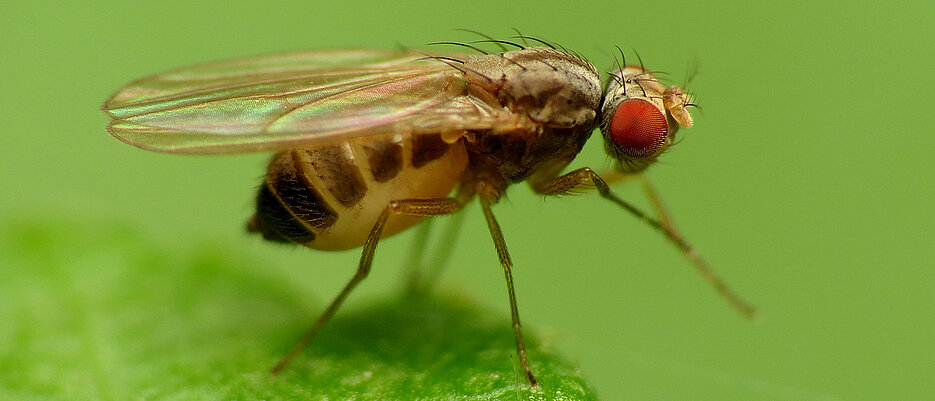 Fruit Fly