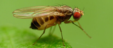 Fruit Fly