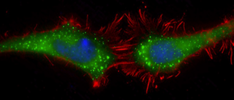 Bild und Link: Entwicklungsbiochemie